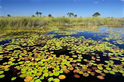 Moremi Game Reserve (Botswana) - Nénuphars sur l'Okavango, secteur de Xakanaxa(VO-25-0901 D.jpg)